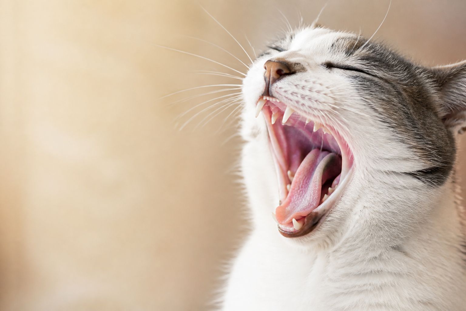 Dog receiving gentle dental attention — home care and professional cleaning work together