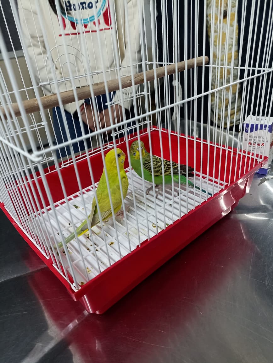Budgies brought for veterinary care