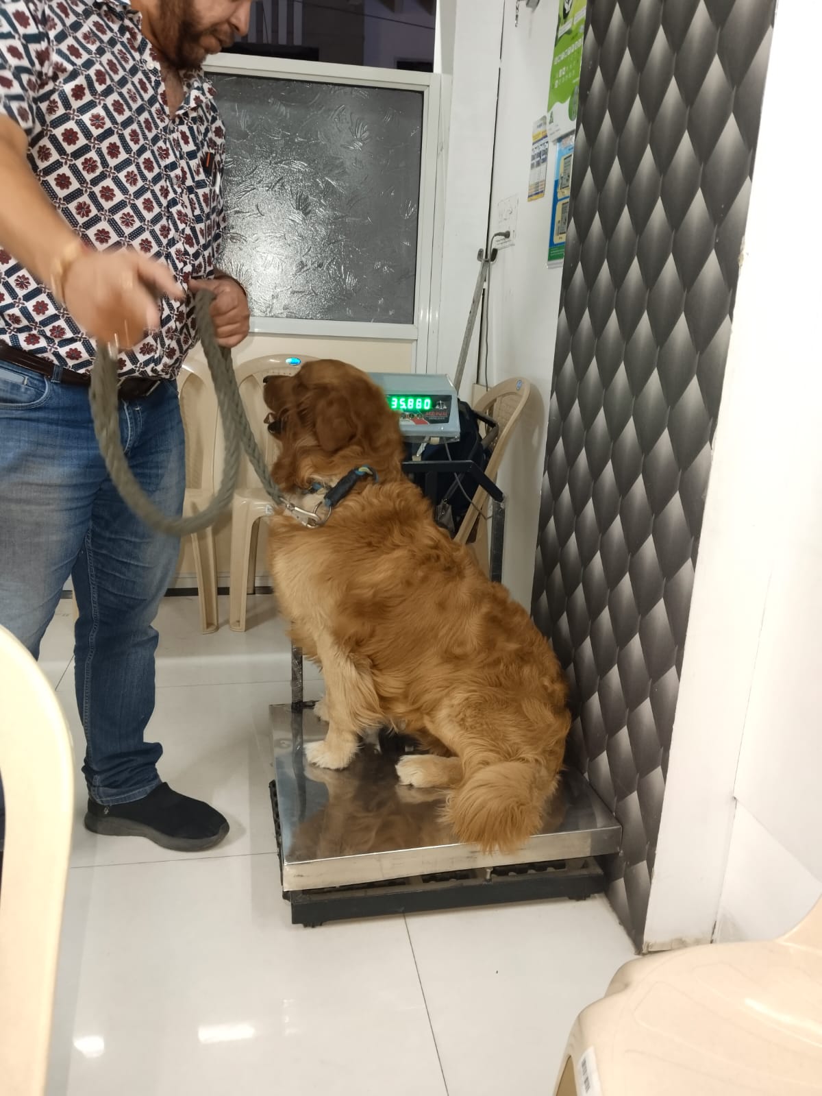Pet Checkup & Wellness at Happy Tails Pet Clinic Indore