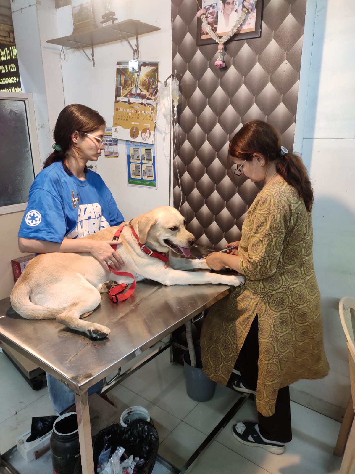 Labrador at Happy Tails Pet Clinic Indore