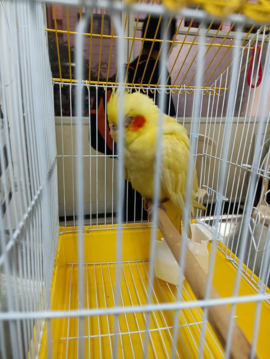 Cockatiel at Happy Tails Pet Clinic