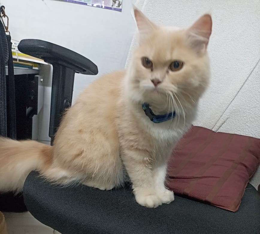Cream cat during clinic visit