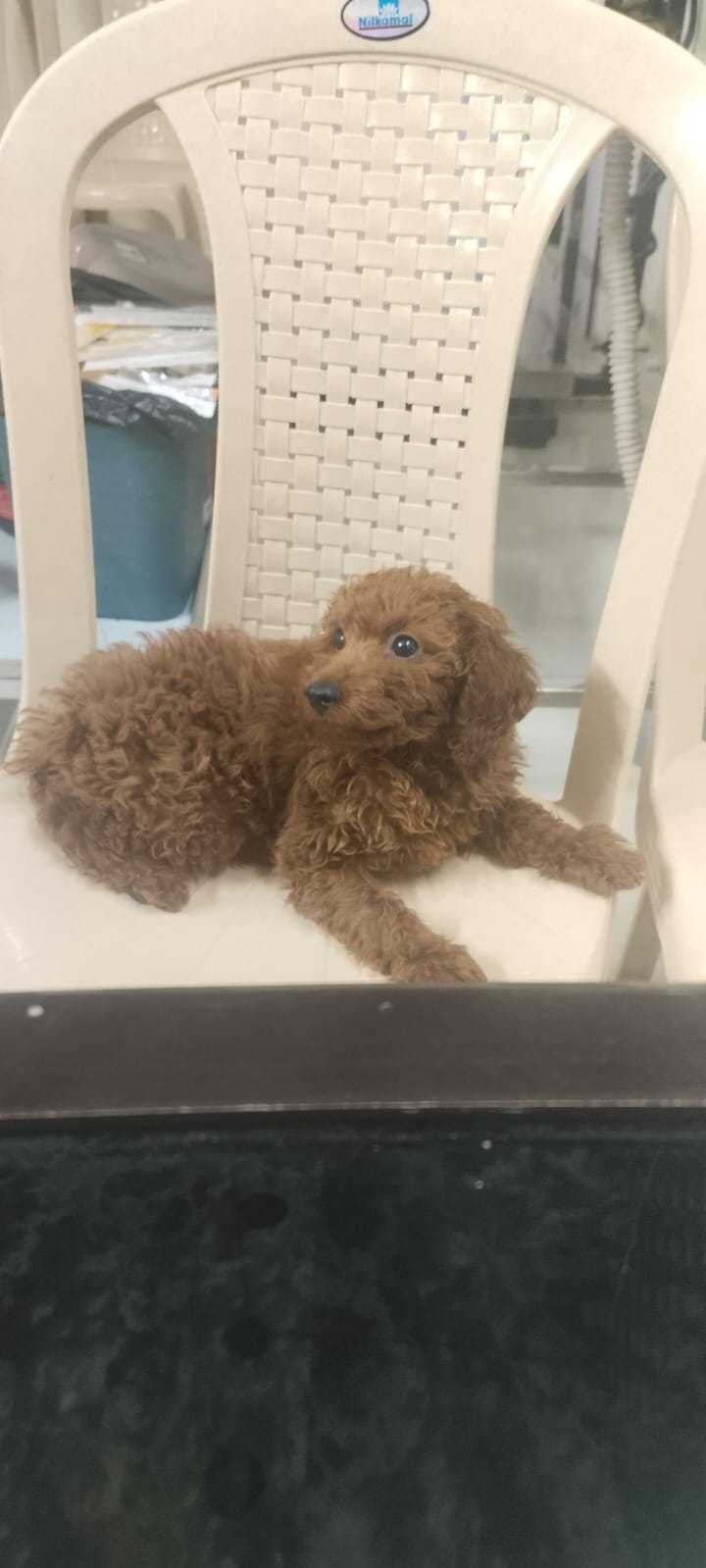 Puppy resting on a clinic chair