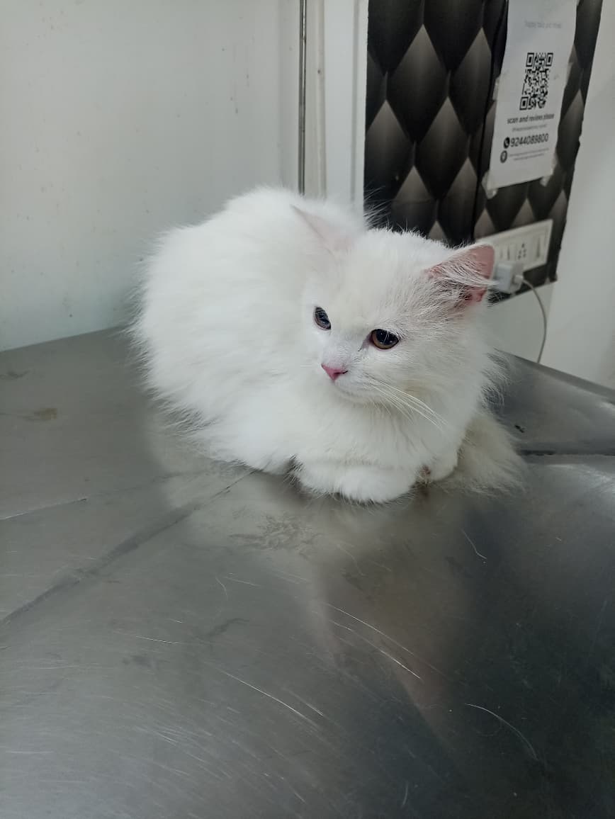 White cat on the examination table